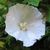 Single pure white hibiscus flower