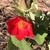 Hibiscus martianus