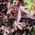 Hibiscus acetosella
