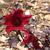 Hibiscus acetosella