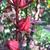 Hibiscus acetosella