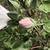 Flower bud and stems
