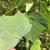 Underside of leaf