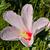 Close up of flower