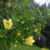 Hibiscus hamabo