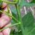 Stem