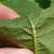 Underside of leaf