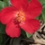 Bright red show flower with yellow anthers