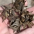 Hand holding dried & dehisced seed pods with seeds.