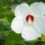 Flower close up