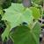 Hibiscus mutabilis