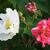 Hibiscus Mutabilis