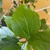 leafy shoot showing ovate leaves with serrate margins.
