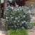 Hibiscus syriacus