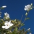 Pure white hibiscus flowers on leafy shoots against blue sky.