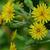 Hieracium scabrum