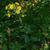 Hieracium scabrum