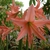 Form