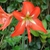 Form