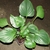 Potted plant with large, paddle-shaped leaves.