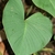 Large heart-shaped leaf.