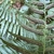 underside of frond showing sori in herringbone pattern