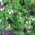 Leafy shoots with terminal white and yellow flowers.