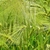 Spikes of barley