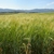 Field of barley