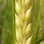 Close-up of a spike of barley