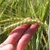 Hand holding spike of barley