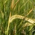 spike of barley