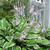 Hosta spp.