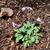 Hosta 'Blue Mouse Ears'