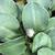flower bud, late spring, Warren County, NC