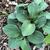 Hosta 'Blue Mouse Ears'