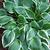 Hosta