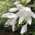 Hosta plantaginea