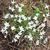 Houstonia caerulea