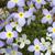 Houstonia caerulea