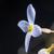 Houstonia caerulea