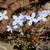 Houstonia caerulea