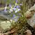 Houstonia caerulea