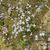 Houstonia caerulea