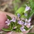 Small, trumpet-like, 4-lobed, pale purple flowers