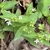 Small, trumpet-like, 4-lobed, pale purple flowers