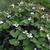 Houttuynia cordata