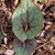 Heart shaped leaf - March 6 - Wake Co., NC