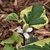 Tiny flowers form on a green spike surrounded by 4 white bracts