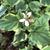 Houttuynia cordata